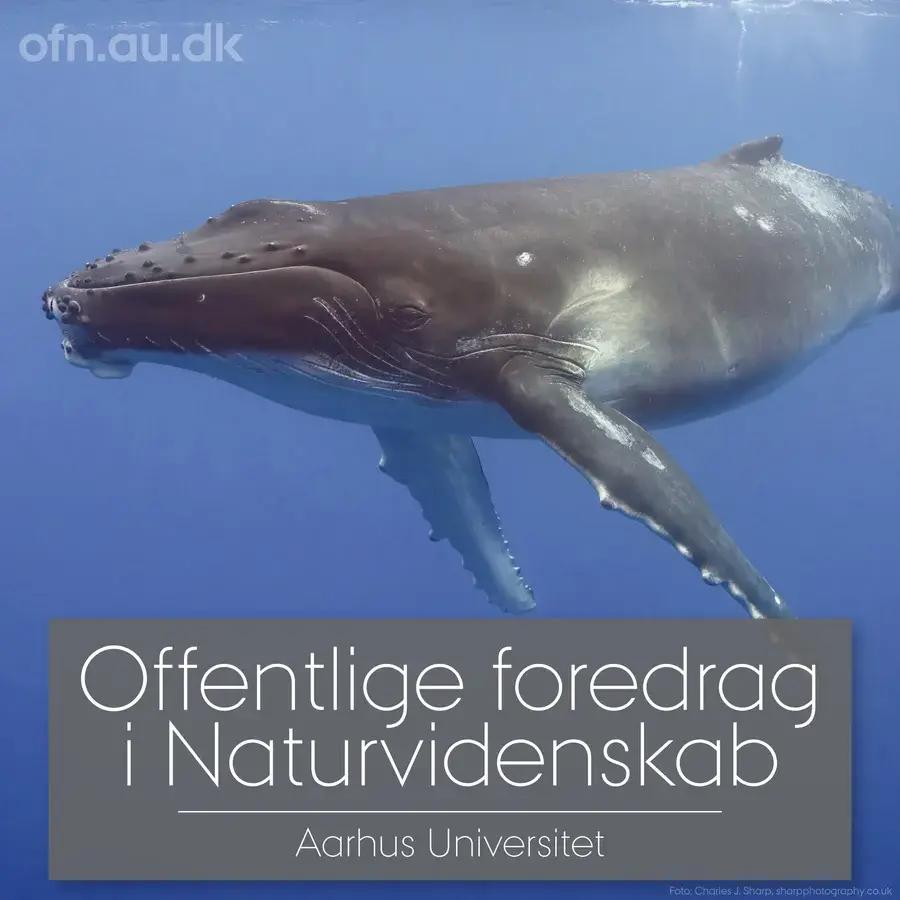 Hunting with the Ocean's Giants (via livestream from Aarhus University)