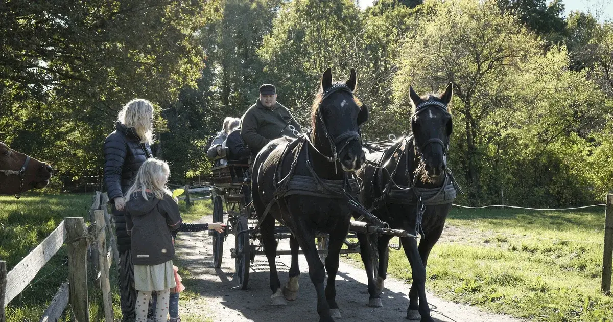 Horse-drawn carriage tour through Den Fynske Landsby