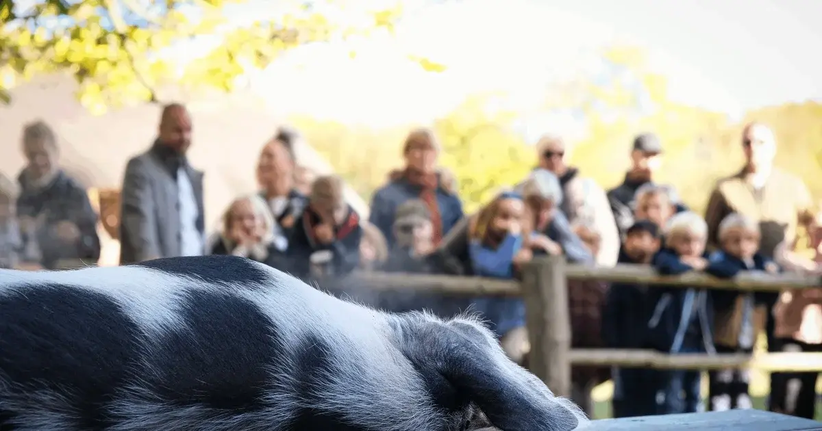 Slagtedag på Præstegården - vi slagter kl. 11