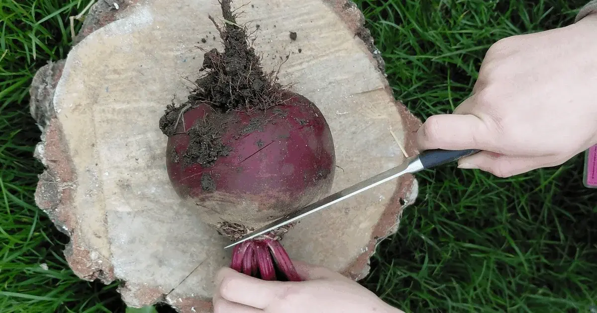Slaughter a Root Vegetable