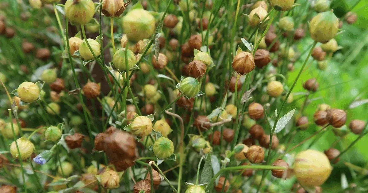 Flax – From Plant to Fabric