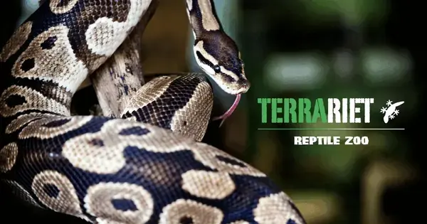Oplev terrariet Reptile Zoo på biblioteket